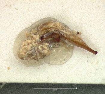 Media type: image;   Entomology 5632 Aspect: genitalia